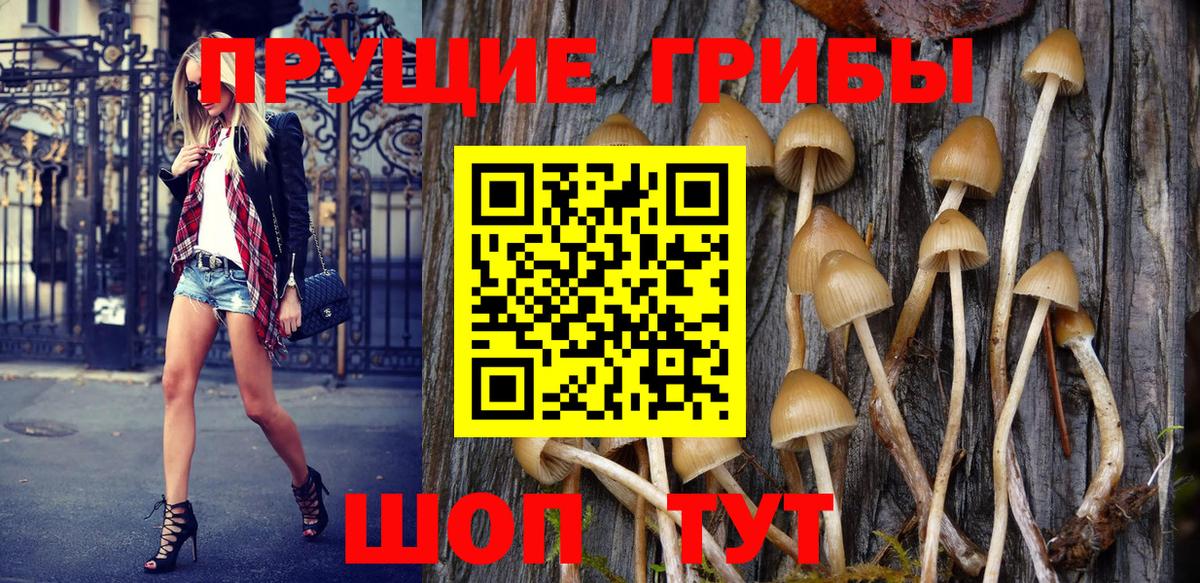 Псилоцибиновые грибы Psilocybe Бийск